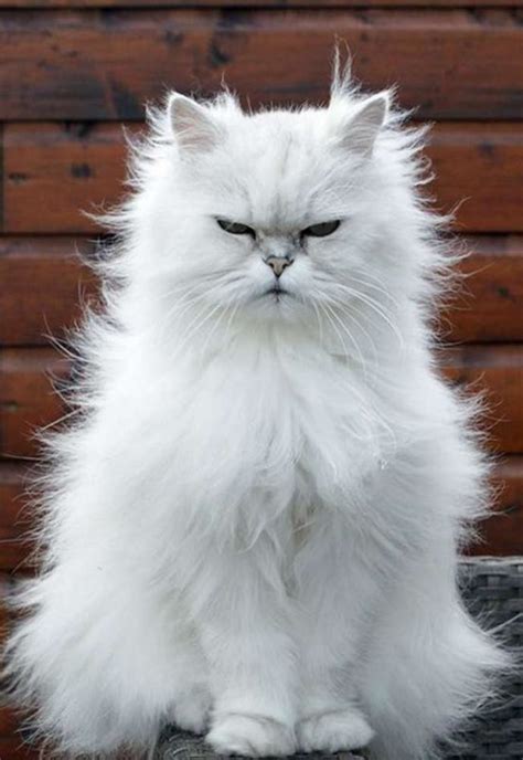 chat persan majestueux avec un long pelage