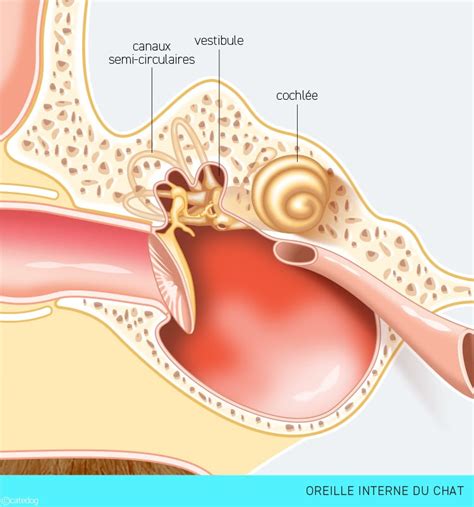 diagramme anatomie oreille chat
