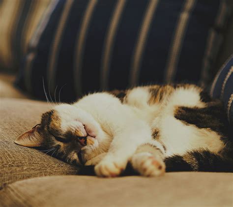 Chat marchant sur son propriétaire allongé sur un canapé