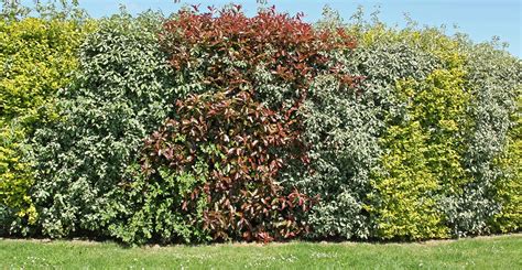 jardin paysager avec une haie de photinias