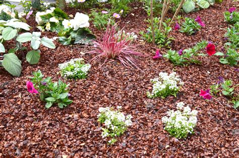 Illustration d'un massif utilisant des plantes couvre-sol comme paillage naturel