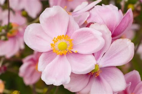 Illustration botanique d'une Anémone du Japon montrant ses fleurs et son feuillage