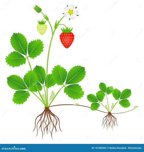 Dessin schématique de plants de fraisier avec distances de plantation indiquées