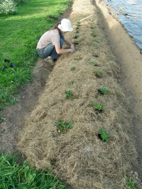 Vue aérienne d'une parcelle de fraisiers avec un paillage visible