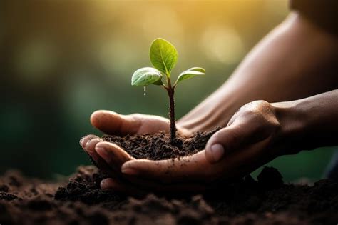une main tenant une plante dans le sol