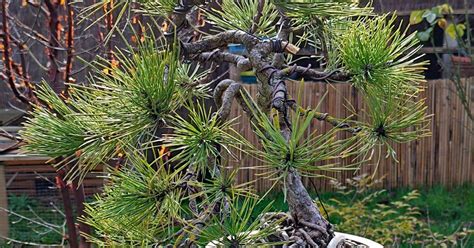 Pin sylvestre en style bonsaï avec écorce orangée