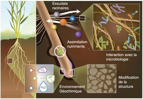 Schéma montrant l'interaction entre les exsudats racinaires et la microbiologie du sol