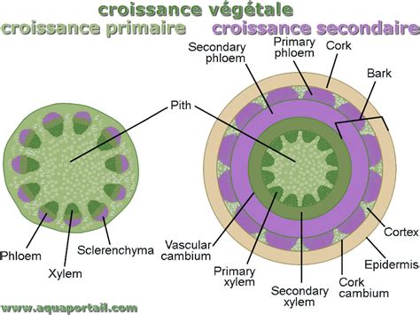 Infographie comparant la croissance des plantes avec et sans membrane anti-mauvaises herbes