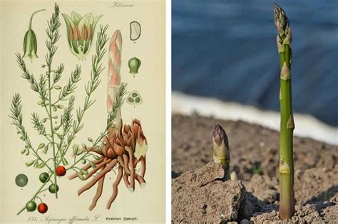 Planche botanique de l'asperge sauvage