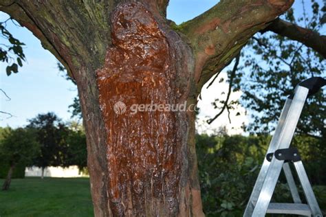 un bûcheron soignant une plaie sur un arbre avec du goudron
