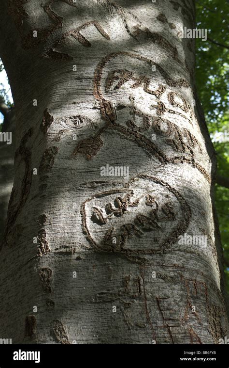 l'écorce d'un arbre marquée par des initiales gravées