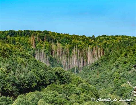 Paysage de la châtaigneraie cantalienne avec vue sur les montagnes