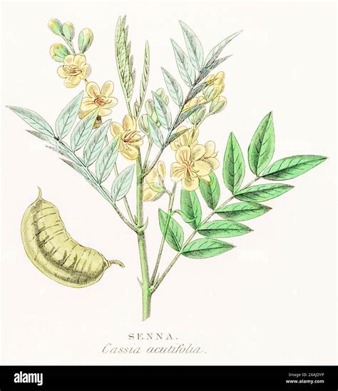 Botanique du Senna Alexandrina : illustration des feuilles et fleurs jaunes du séné