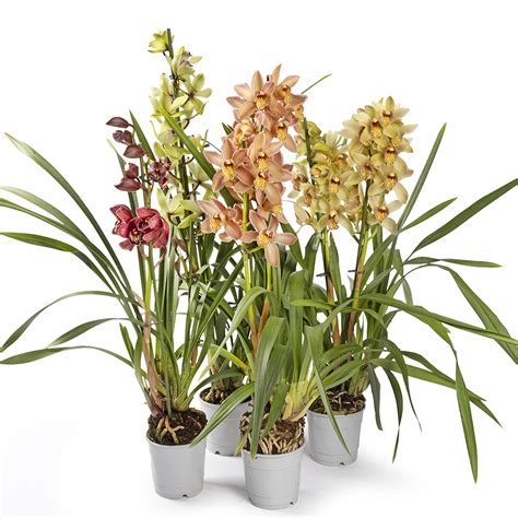 Illustration d'une orchidée Cymbidium en pleine floraison avec ses pseudobulbes visibles