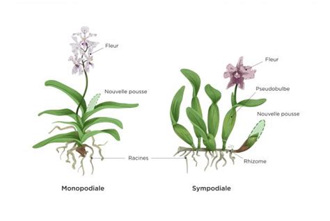 Schéma explicatif montrant la croissance successive des pseudobulbes d'une orchidée sympodiale