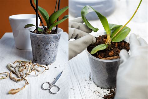 Photographie en gros plan d'un substrat adapté pour orchidées avec écorces et charbon