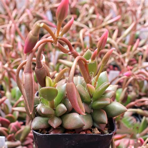 Gros plan sur une Anacampseros telephiastrum Sunrise montrant le contraste entre le rose et le vert