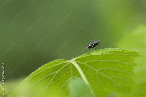 Mouche sur plante verte