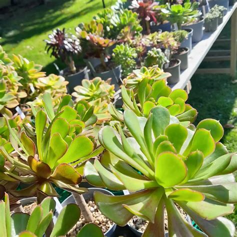 Paysage de la côte normande avec des plantes succulentes