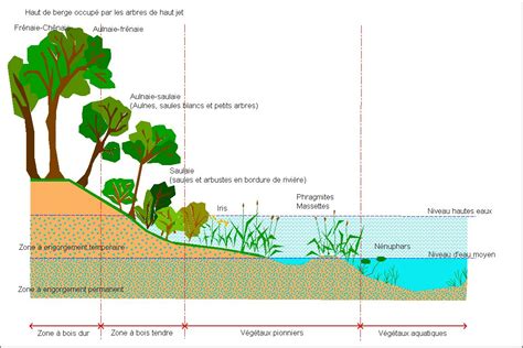 Schéma de la répartition de la végétation sur un profil dunaire