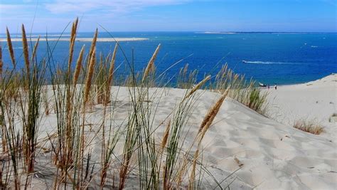 Photo d'un champ d'oyats sur une dune