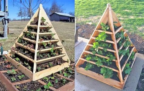 pyramide de tuteurs pour fraisiers