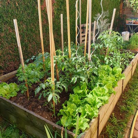Micro-potager luxuriant