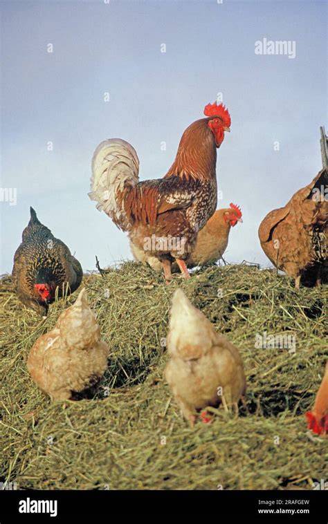 Coqs et poules grattant un tas de fumier