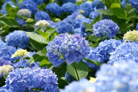 gros plan sur des fleurs d'hortensias bleus dans un jardin ombragé