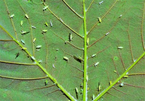 Insectes nuisibles sur une feuille de bonsaï