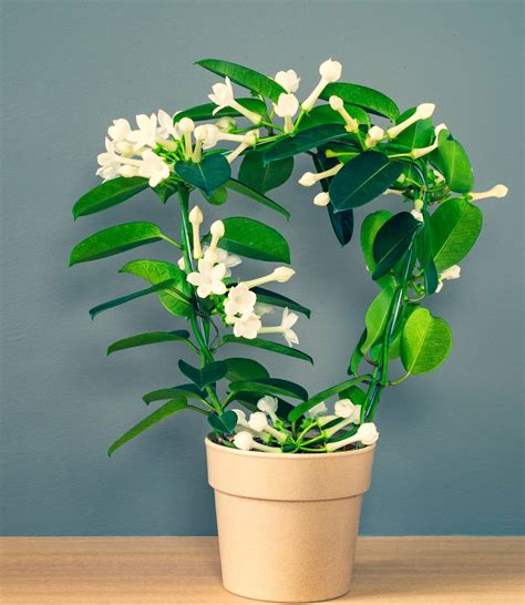 Stephanotis floribunda en fleurs