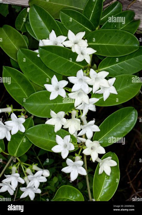 Feuilles et fleurs de Stephanotis