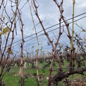 Gros plan sur un sarment de vigne sain avec des bourgeons