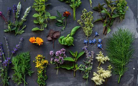 Illustration des différents types de plantes médicinales en Thaïlande