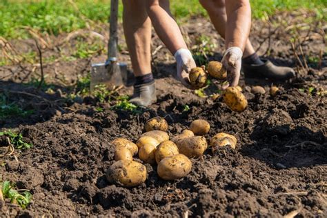 récolte de pommes de terre à la grelinette
