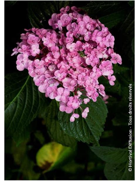 Hortensia 'Ayesha' en fleurs