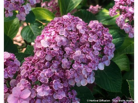 Comparaison entre les fleurs de l'Hortensia 'Ayesha' et du Lilas