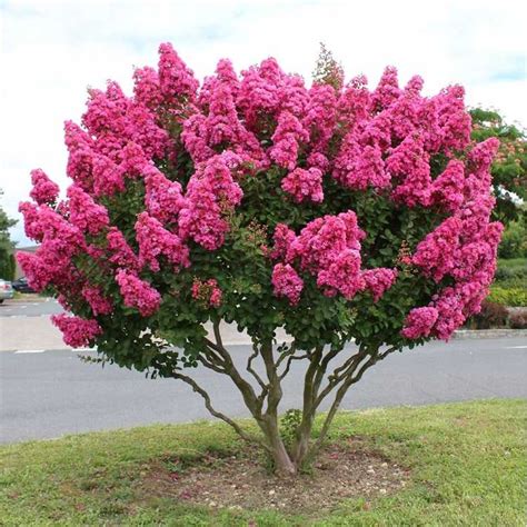 Lilas des Indes en pleine floraison