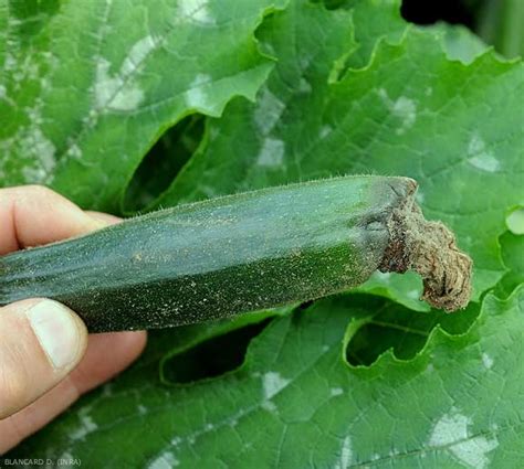 Identification des maladies et parasites courants de la courgette