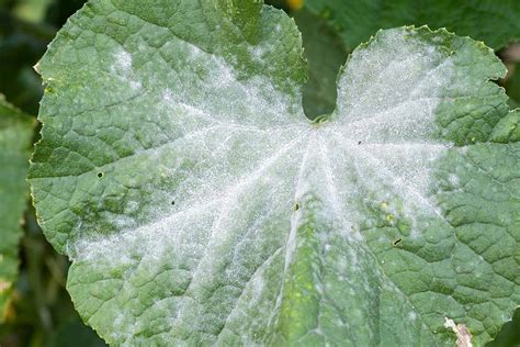 Close-up of pea leaves showing white powdery mildew