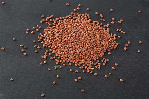 Graine de radis Daïkon Miyashige