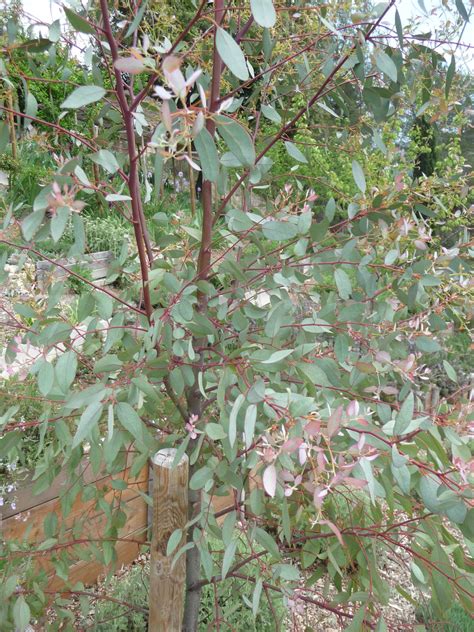 Évolution du feuillage d'eucalyptus (jeunes et adultes)