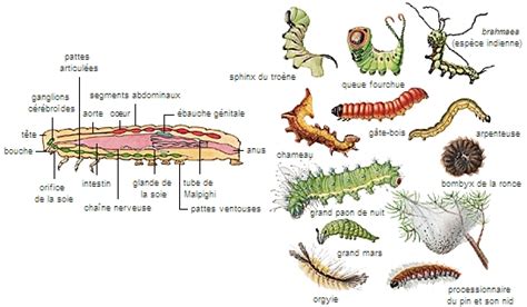 Infographie comparant une chenille de lépidoptère et une larve de tenthrède
