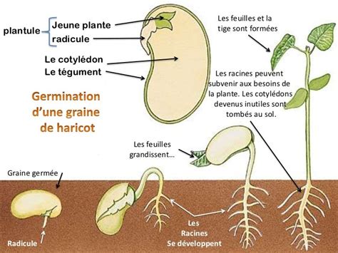 Schéma simplifié illustrant les étapes clés de la germination d'une graine, de l'imbibition à l'émergence de la radicule