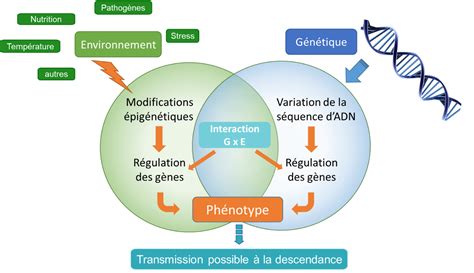 Graphique montrant l'expression génique au cours du développement d'une semence