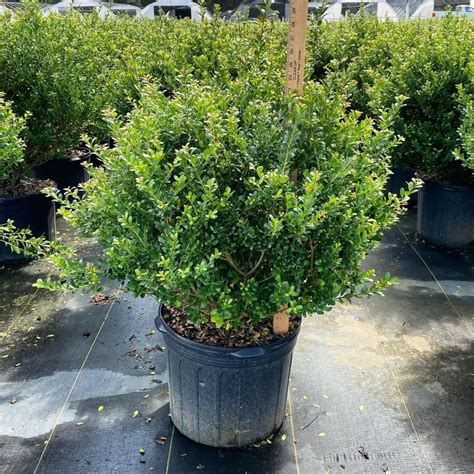 Variétés d'Ilex crenata