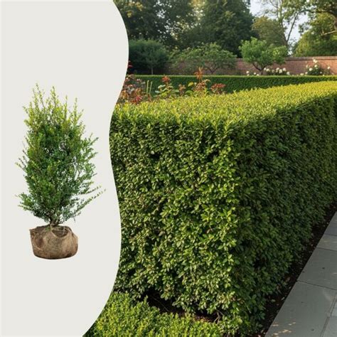 Exemples de topiaires en Ilex crenata