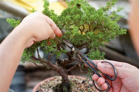 Utilisation d'un plieur de bonsaï sur une branche