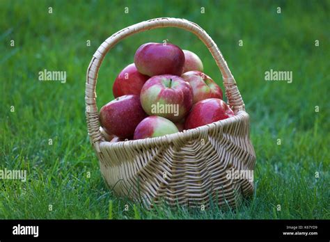 Panier de pommes fraîchement cueillies dans un verger