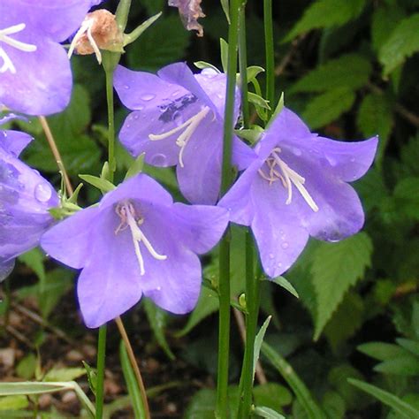 Champ de campanules sauvages aux teintes bleues et violettes